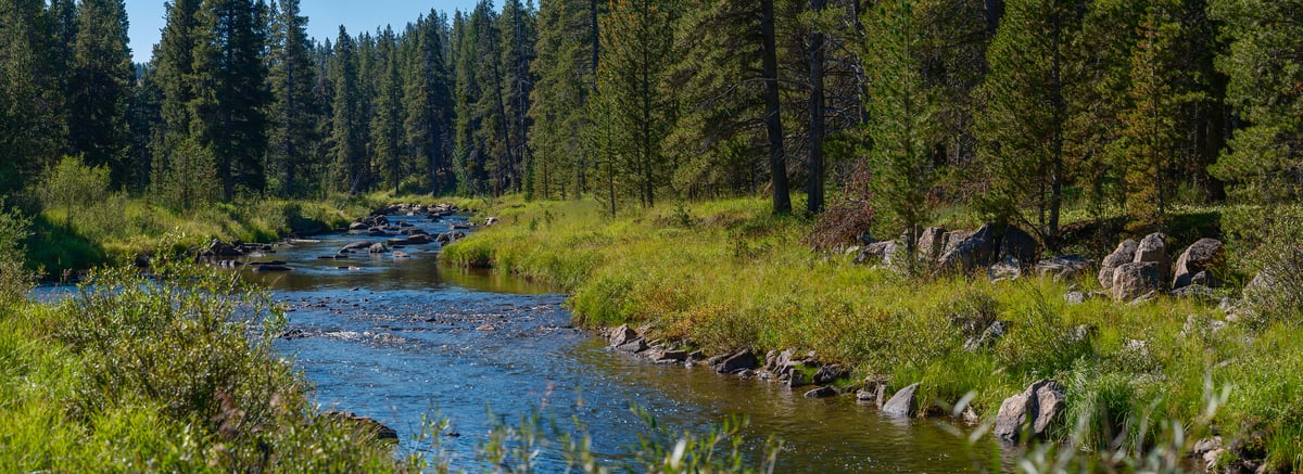 366 megapixels! A very high resolution, large-format VAST photo print of a quiet stream running through a clearing in forest; fine art nature photograph created by Jerred Zegelis in Custer, South Dakota.