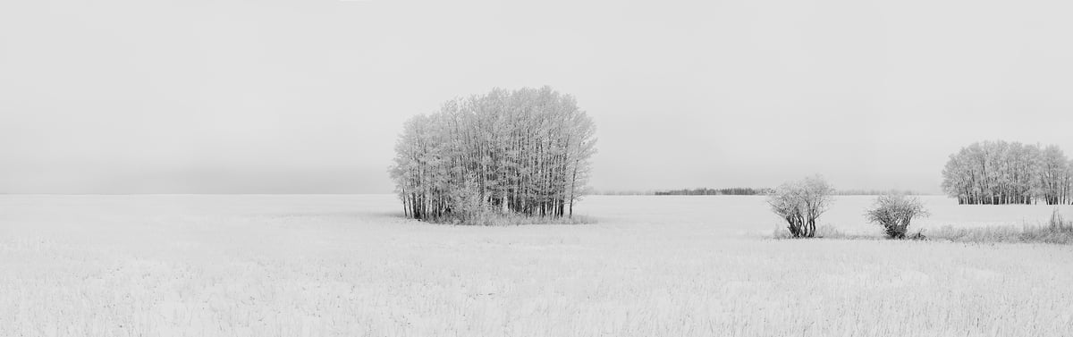 564 megapixels! A very high resolution, large-format, black & white panorama photo of a a winter scene with a grove of snow-covered trees in the middle of a snow-covered field; available to be licensed and downloaded; photograph created by Scott Dimond in Wheatland County, Alberta, Canada.