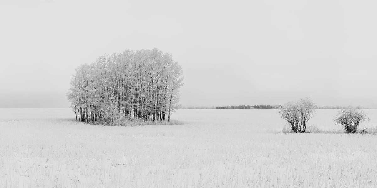 354 megapixels! A very high resolution, large-format, black & white photo print of a winter scene with a grove of snow-covered trees in a field covered in snow; fine art photograph created by Scott Dimond in Wheatland County, Alberta, Canada.