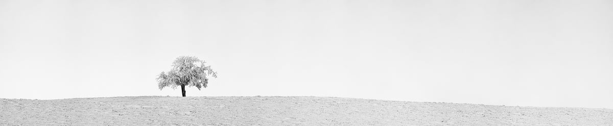 320 megapixels! A very high resolution, wide, panorama photo of a snow scene with a snow-covered field and a lone snow-covered tree; black & white photograph created by Scott Dimond in Wheatland County, Alberta, Canada.