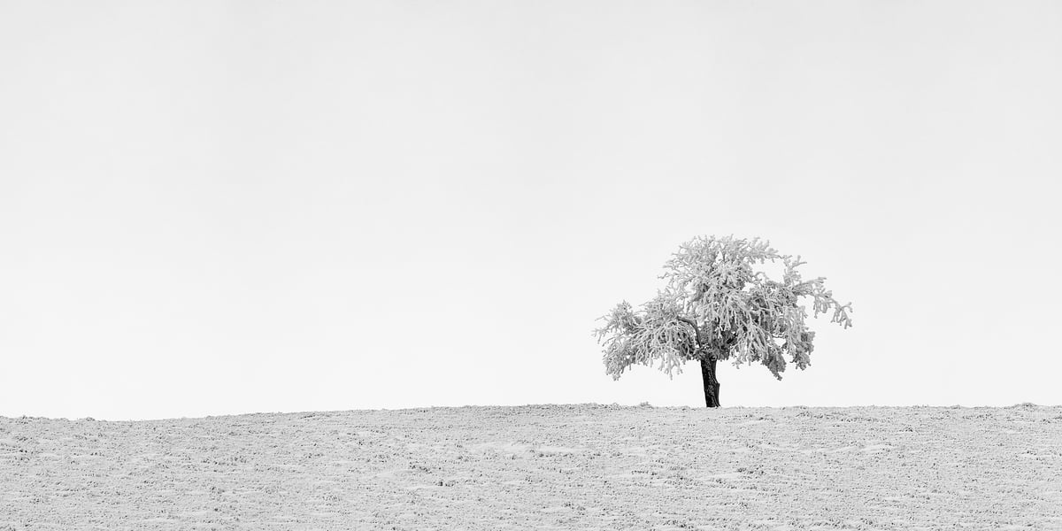 131 megapixels! A very high resolution, large-format VAST photo print of a lone, snow-covered tree in a snowy field in winter; black & white fine art photograph created by Scott Dimond in Wheatland County, Alberta, Canada.