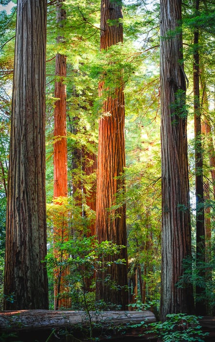 326 megapixels! A very high resolution, large-format VAST photo print of a grove of giant redwood trees illuminated by the sun; idyllic nature photograph created by Justin Katz in Jedediah Smith Redwoods State Park, California.